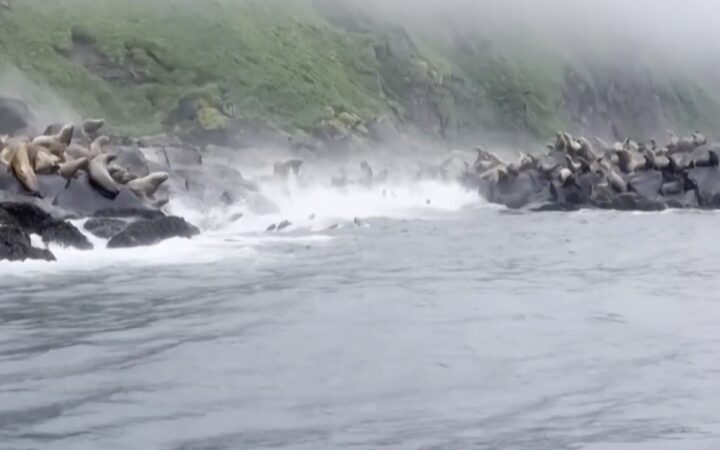 Video | Leones marinos aterrados se arrojan al mar huyendo del terremoto en Rusia Video | Leones marinos aterrados se arrojan al mar huyendo del terremoto en Rusia
