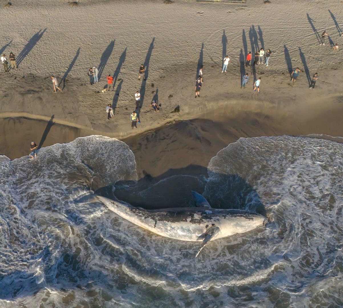 FOTO: OMAR MARTÍNEZ/ CUARTOSCURO.COM