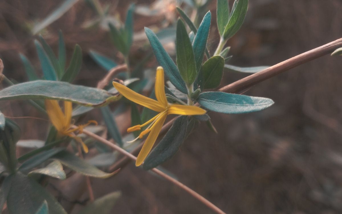 Chuparrosa amarilla: hallazgo histórico en Cosalá, Sinaloa | iNaturalistMx