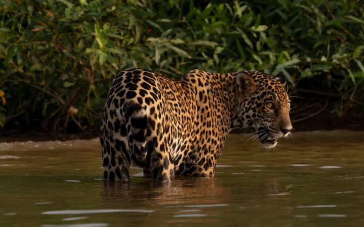 Crónicas de Exploración | Coexistiendo con el jaguar: una apuesta por la vida y las comunidades