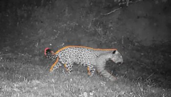 Jaguares Sin Protección | Revelan refugio inexplorado de jaguares y pumas