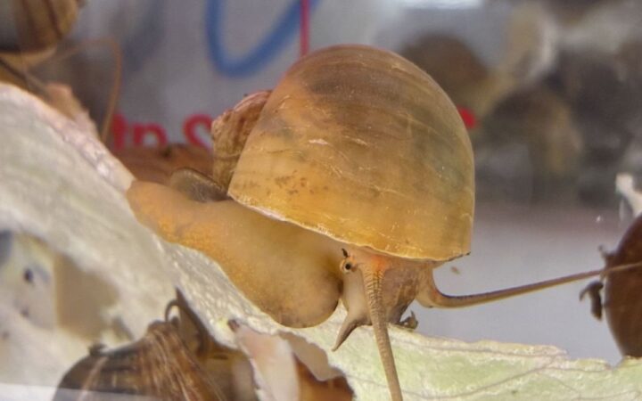 Ned, el caracol zurdo que busca pareja en Nueva Zelanda