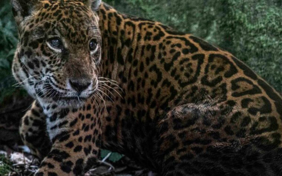 Un refugio para Prince: la historia del rescate de un jaguar que no podrá regresar a la selva en Perú | Mongabay