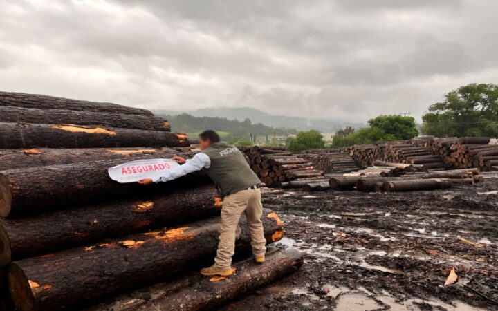 Tala ilegal avanza en México y se relaciona con crimen organizado: Profepa