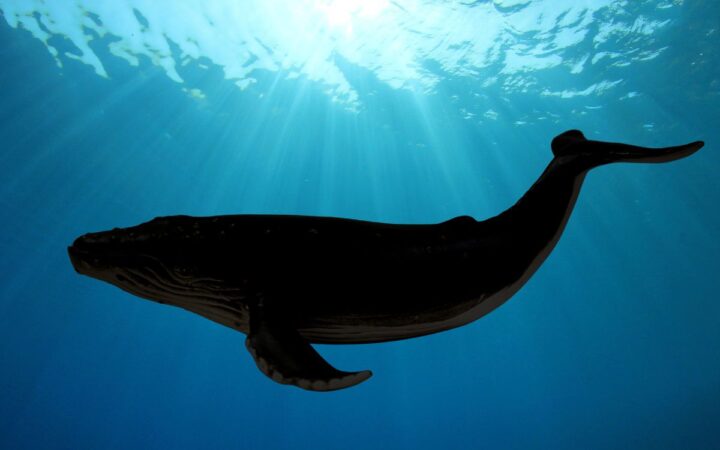Descubren una ballena extinta con dientes afilados y ojos del tamaño de pelotas de tenis Descubren una ballena extinta con dientes afilados y ojos del tamaño de pelotas de tenis