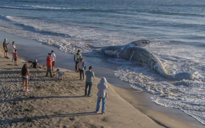 Hallan ballena muerta en Playas de Tijuana | Fotos Hallan ballena muerta en Playas de Tijuana | Fotos