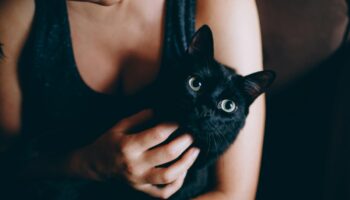 ¿Cómo ayudan los gatos con el estrés y la ansiedad? Aquí te decimos