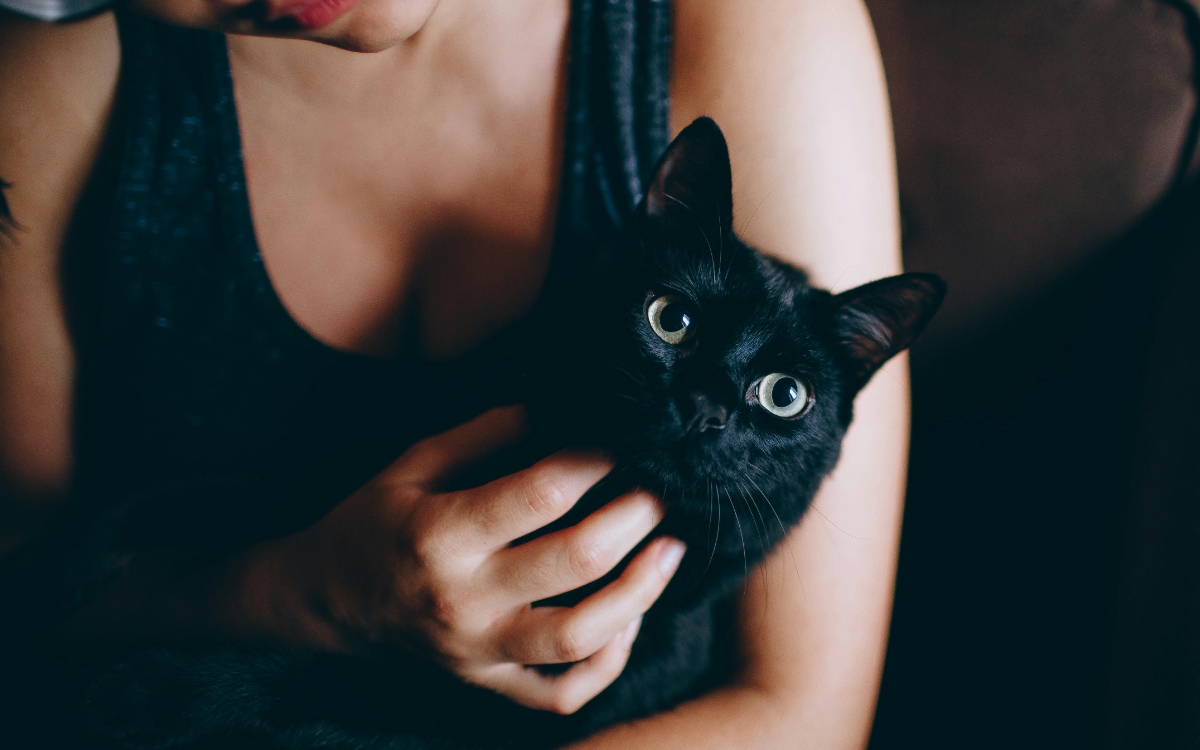 ¿Cómo ayudan los gatos con el estrés y la ansiedad? Aquí te decimos ¿Cómo ayudan los gatos con el estrés y la ansiedad? Aquí te decimos