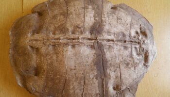 Descubren nueva especie fósil de tortuga marina de hace 50 millones de años