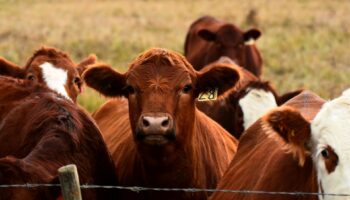 Ganaderos mexicanos exigen cierre total a importación de ganado bovino desde Centroamérica