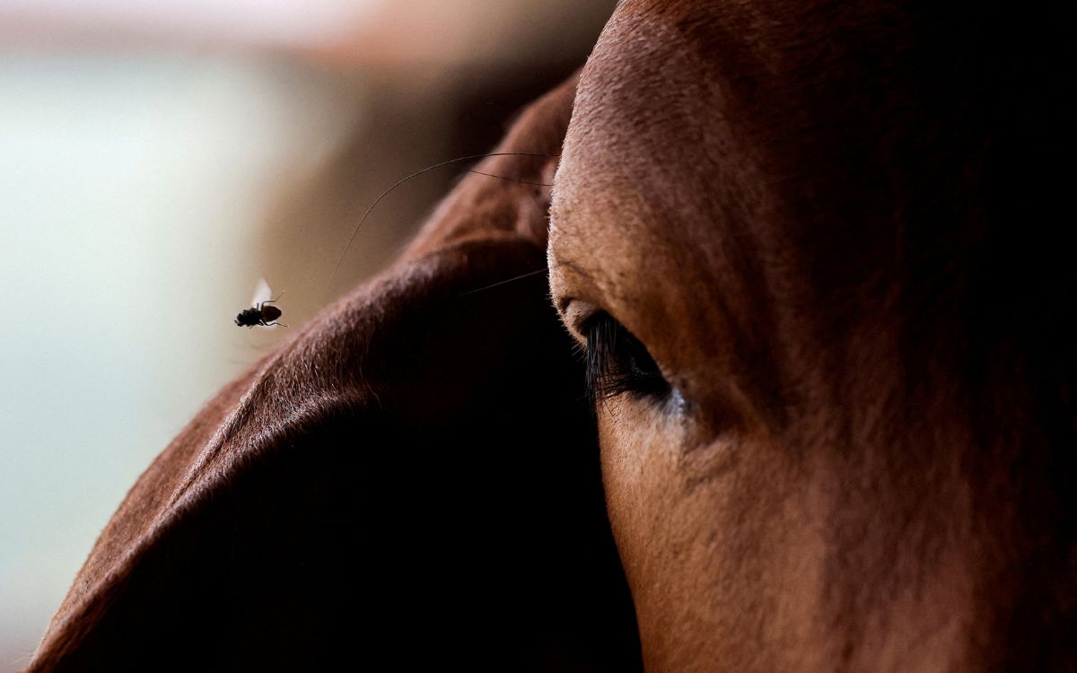 México espera erradicar gusano barrenador con nueva planta de mosca estéril México espera erradicar gusano barrenador con nueva planta de mosca estéril