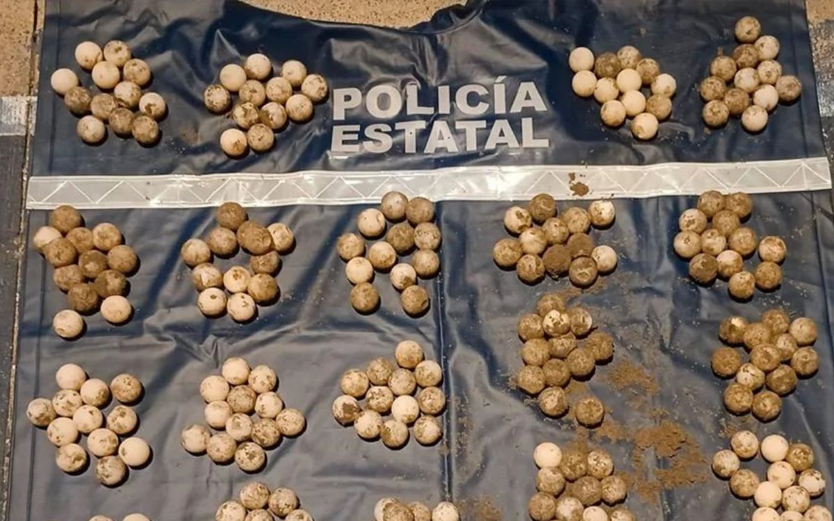 Rescatan 247 huevos de tortuga marina en Acapulco; detienen a hombre tras extracción ilegal Rescatan 247 huevos de tortuga marina en Acapulco; detienen a hombre tras extracción ilegal