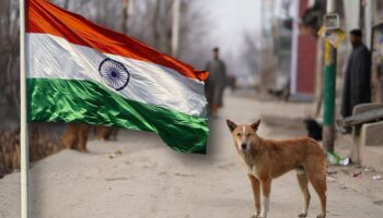 India en guerra con los perros: 62 millones de canes callejeros causan temor a crisis de salud pública