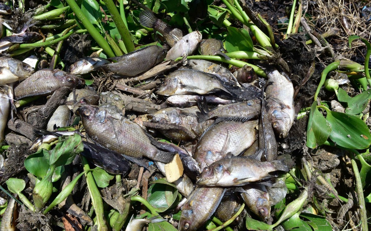 Muerte masiva de especies acuáticas afecta a 7 mil 500 familias en Guerrero Muerte masiva de especies acuáticas afecta a 7 mil 500 familias en Guerrero