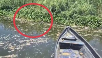 Calor extremo y oxígeno reducido causan mortandad de peces en laguna de Acapulco