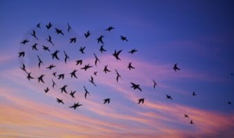 Aves de todo el mundo emiten un mismo quejido en respuesta a amenazas