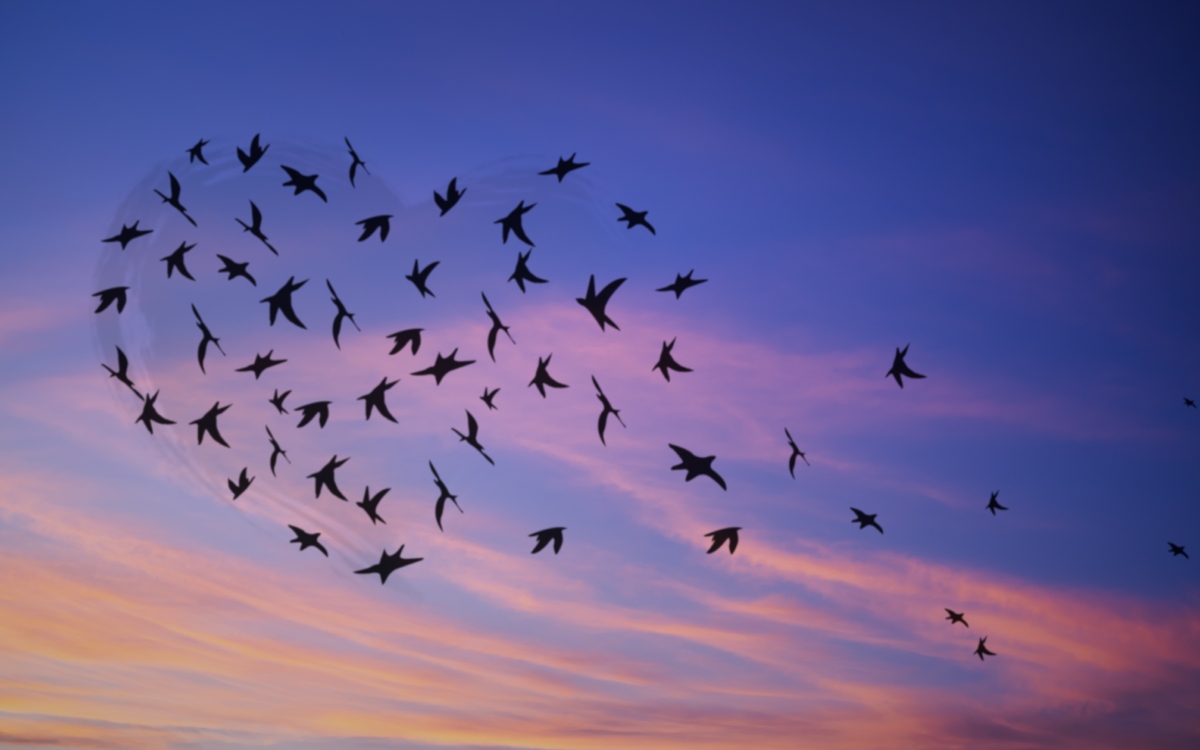 Aves de todo el mundo emiten un mismo quejido en respuesta a amenazas