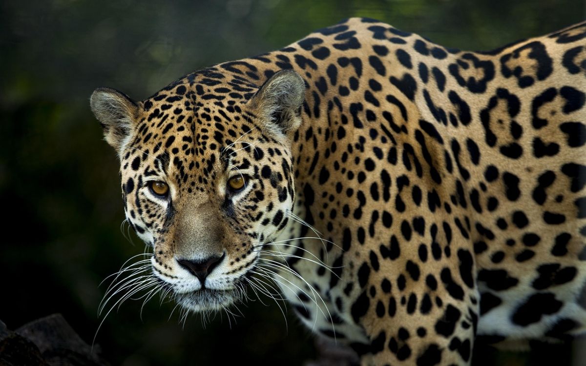 América se une por el jaguar: 18 países acuerdan plan de acción para proteger al felino