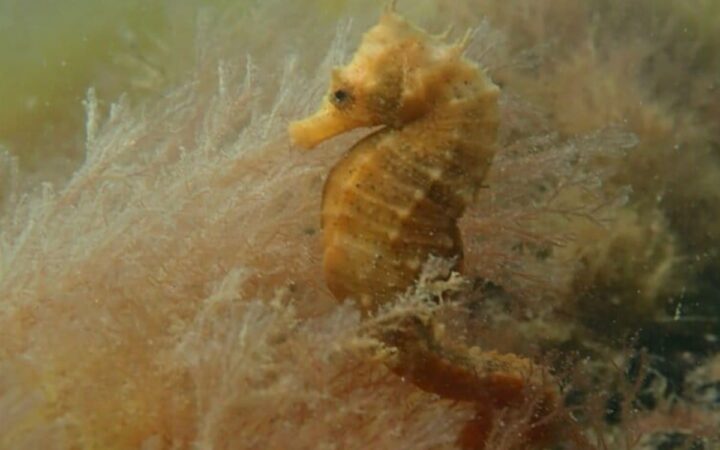 Científicos y buzos luchan por salvar al caballito de mar patagónico en Argentina descubierto hace apenas 20 años | Mongabay