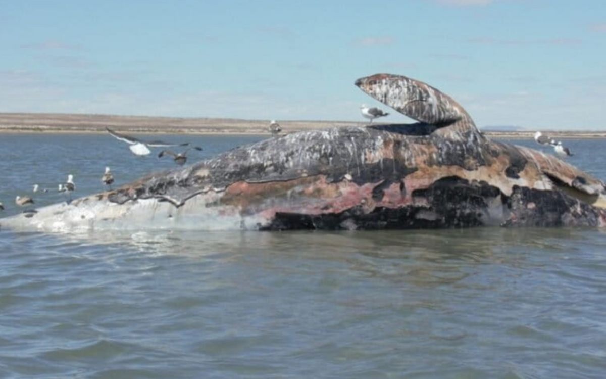 Crisis silenciosa en México: 92 ballenas grises muertas en Baja California Sur | Mongabay Crisis silenciosa en México: 92 ballenas grises muertas en Baja California Sur | Mongabay