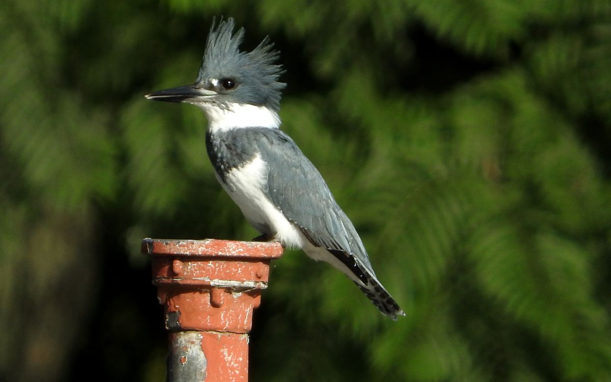 El espectáculo de las aves migratorias en Chapultepec | MHNCA