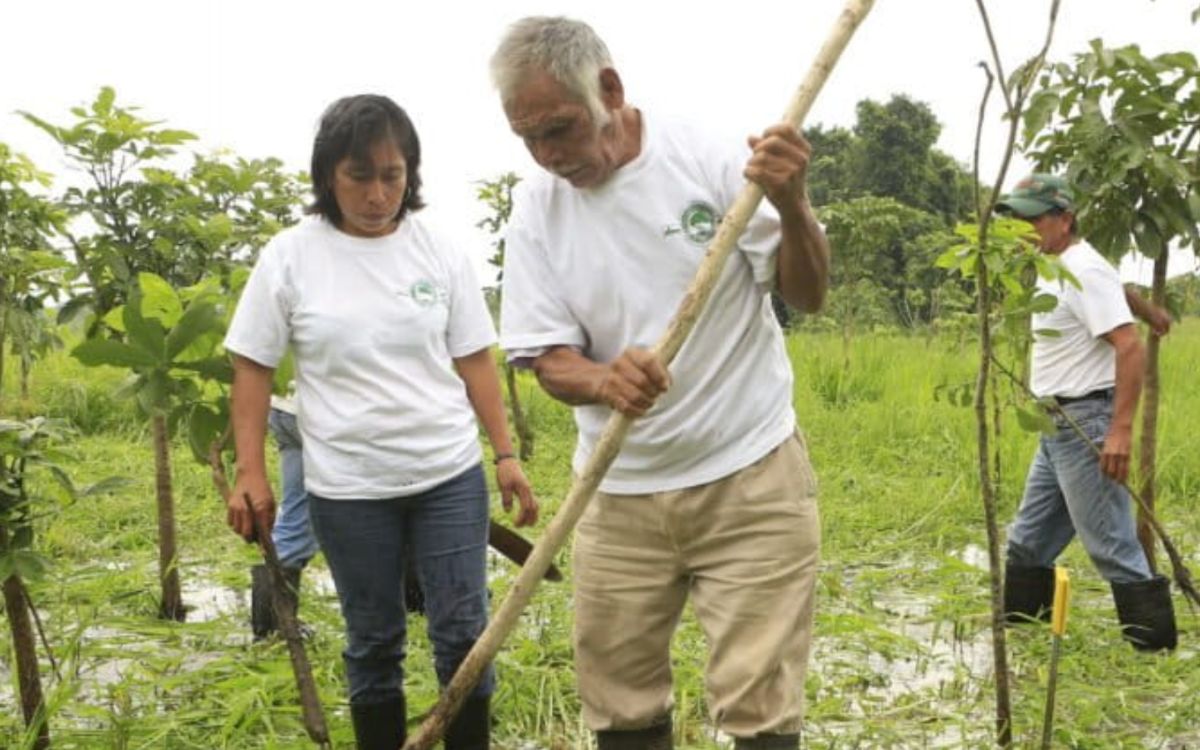 Humedales costeros de agua dulce: los aliados olvidados de México contra el cambio climático | Mongabay Humedales costeros de agua dulce: los aliados olvidados de México contra el cambio climático | Mongabay