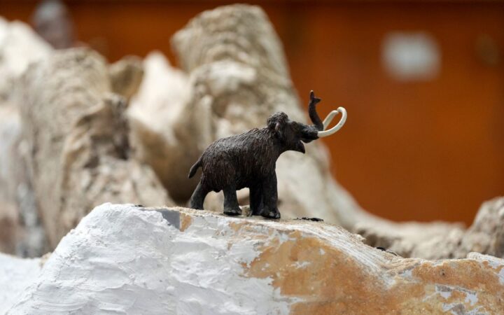 Investigadores de la UNAM descubren un nuevo linaje de mamut Investigadores de la UNAM descubren un nuevo linaje de mamut