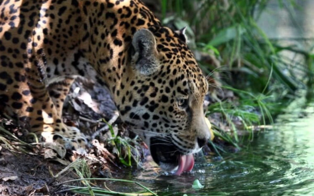 La extensión de las áreas naturales protegidas fue la principal clave en el aumento de la población de jaguares en México | Mongabay La extensión de las áreas naturales protegidas fue la principal clave en el aumento de la población de jaguares en México | Mongabay