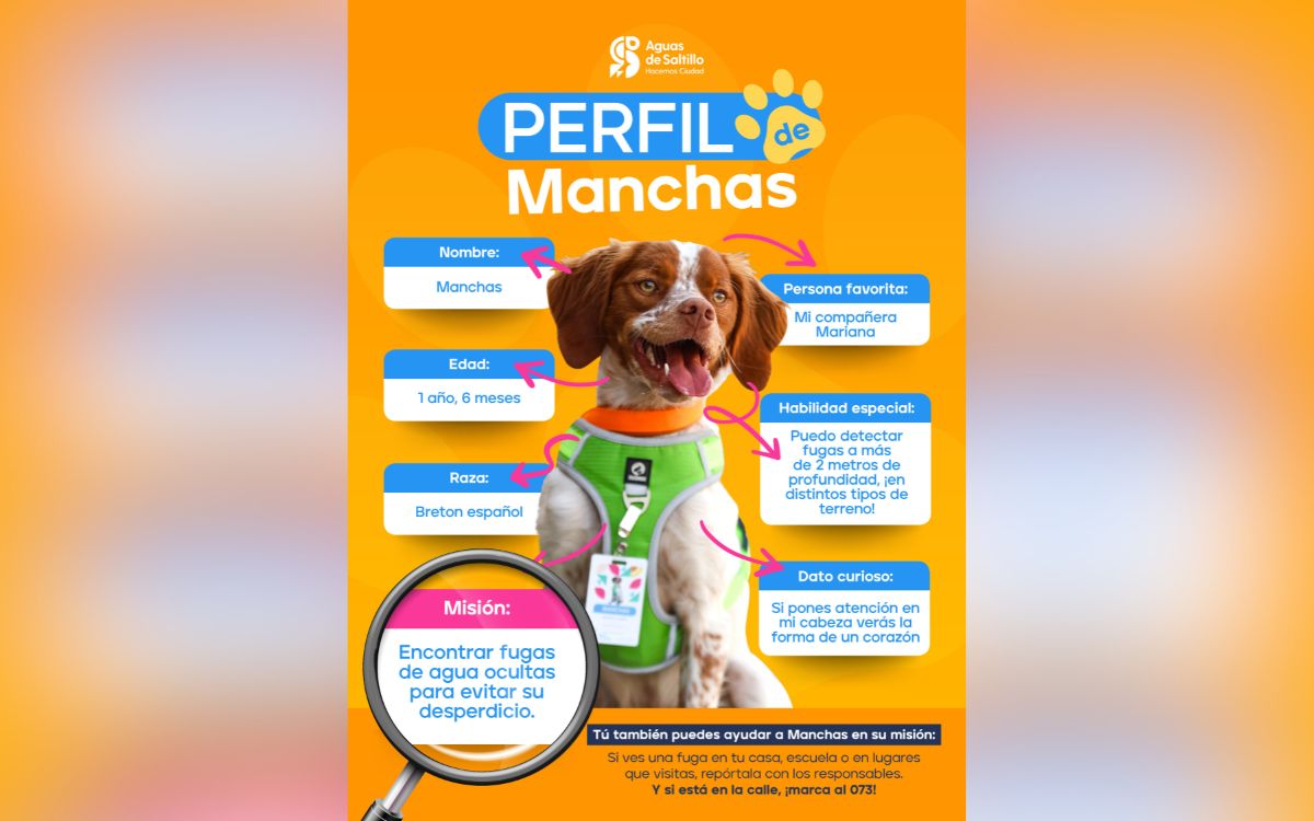 Conoce a 'Manchas', el primer perro buscafugas de agua en México Conoce a 'Manchas', el primer perro buscafugas de agua en México