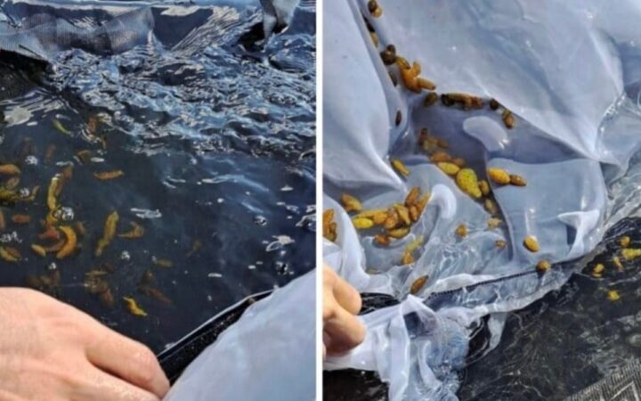 México: aumentan los permisos para capturar al pepino de mar café a pesar de que continúa sobreexplotado | Mongabay