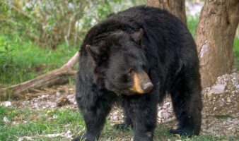 Grandes carnívoros: aliados clave para conservar la biodiversidad | Naturalia
