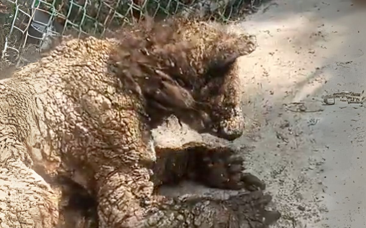 Zoológico La Pastora responde a críticas por osa enferma y prepara reevaluación médica