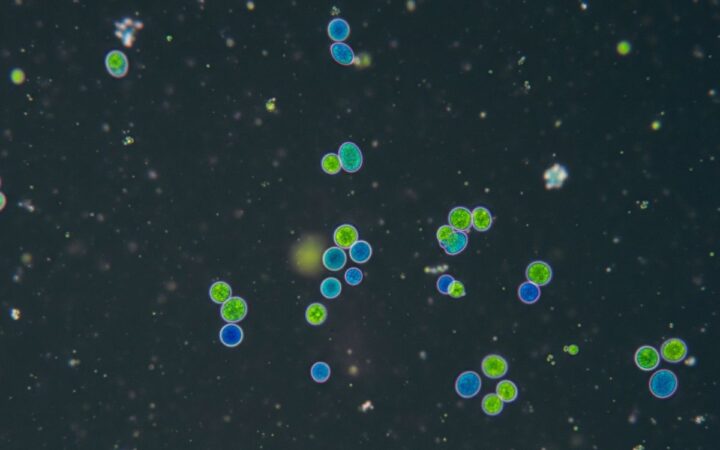 Prochlorococcus, el héroe invisible de la fotosíntesis marina está en peligro Prochlorococcus, el héroe invisible de la fotosíntesis marina está en peligro