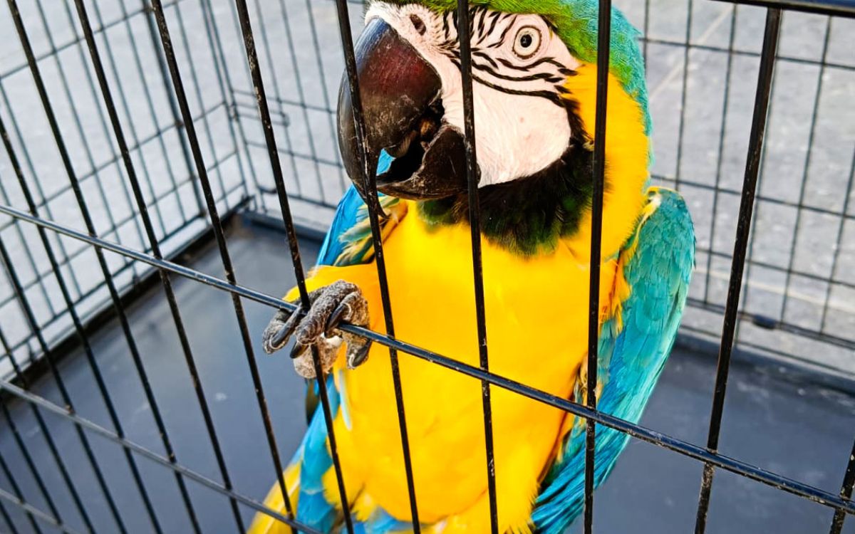 Guacamayas y tortuga sulcata resguardadas durante operativo en Tabasco Guacamayas y tortuga sulcata resguardadas durante operativo en Tabasco