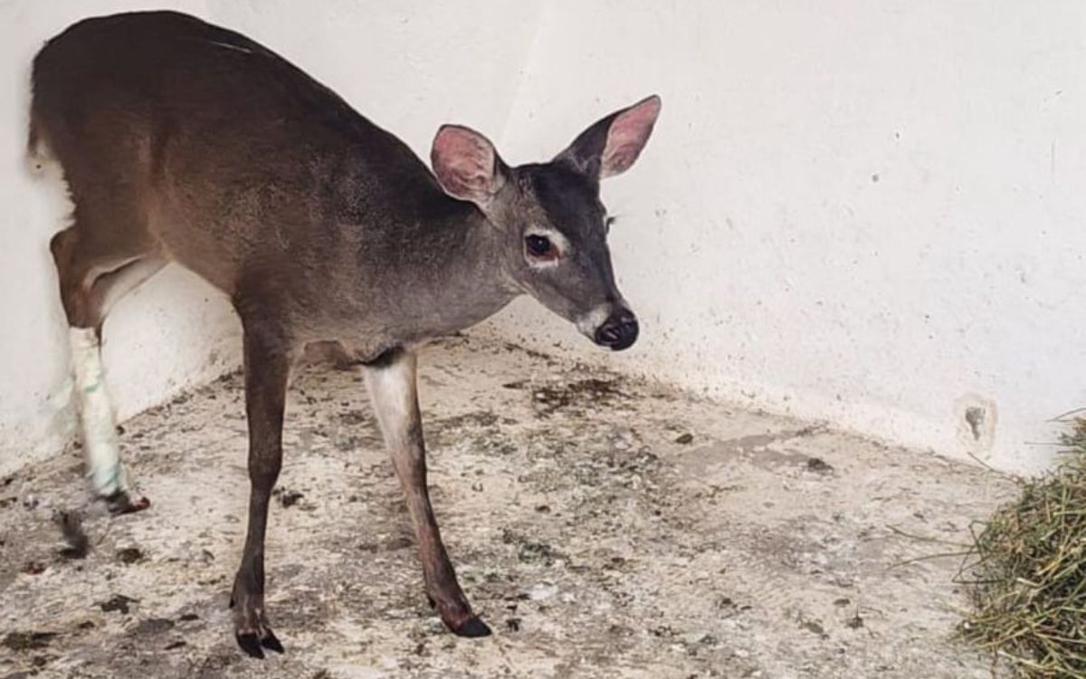 Brigada de Vigilancia Animal rescata a un venado lesionado en Cuajimalpa Brigada de Vigilancia Animal rescata a un venado lesionado en Cuajimalpa