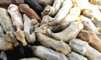 Sector cárnico mexicano critica exigencia de ivermectina contra gusano barrenador