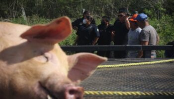 Exigen sanción y reparación del daño a granjas porcícolas en Yucatán: Abogada