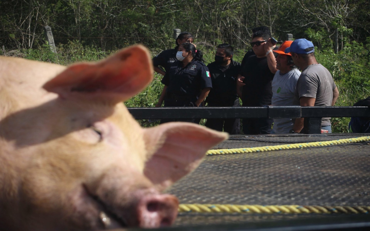 Exigen sanción y reparación del daño a granjas porcícolas en Yucatán: Abogada