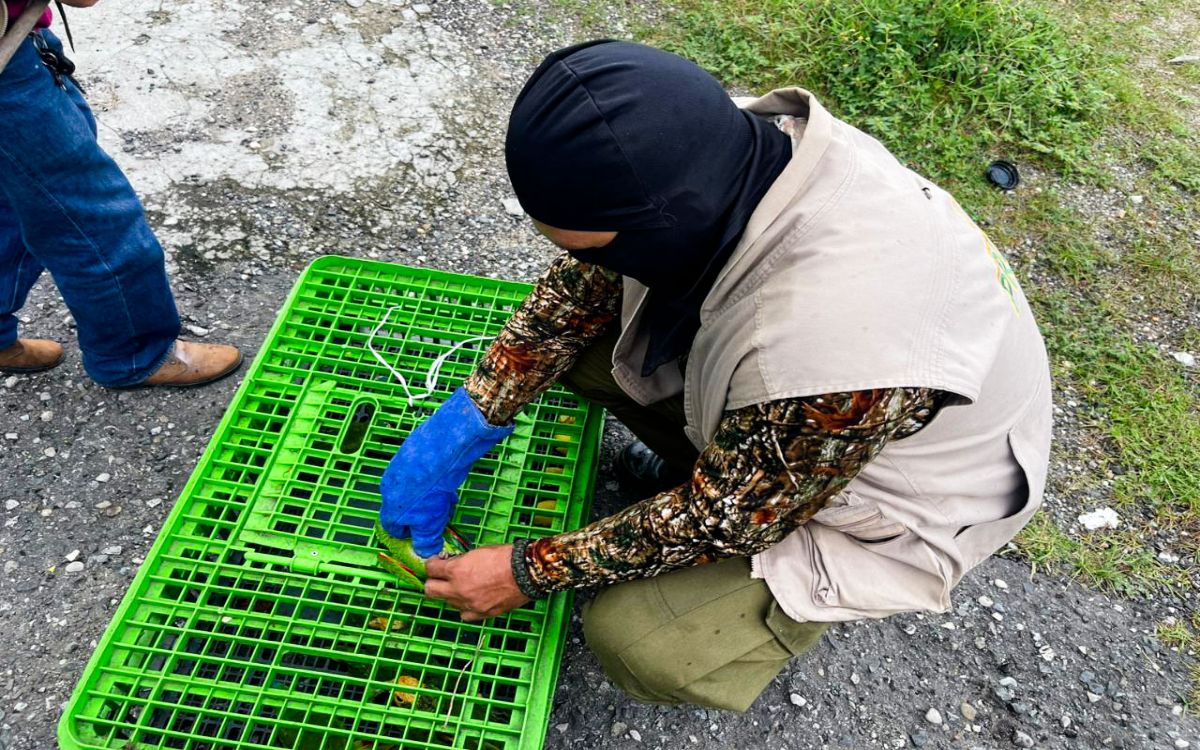 Tabasco | Rescatan a 40 animales víctimas de comercio ilegal