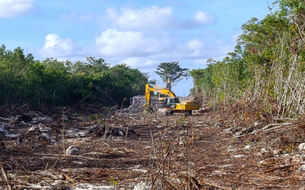 En nombre del desarrollo se aprueba un ecocidio en Yucatán: Greenpeace México | Video En nombre del desarrollo se aprueba un ecocidio en Yucatán: Greenpeace México | Video