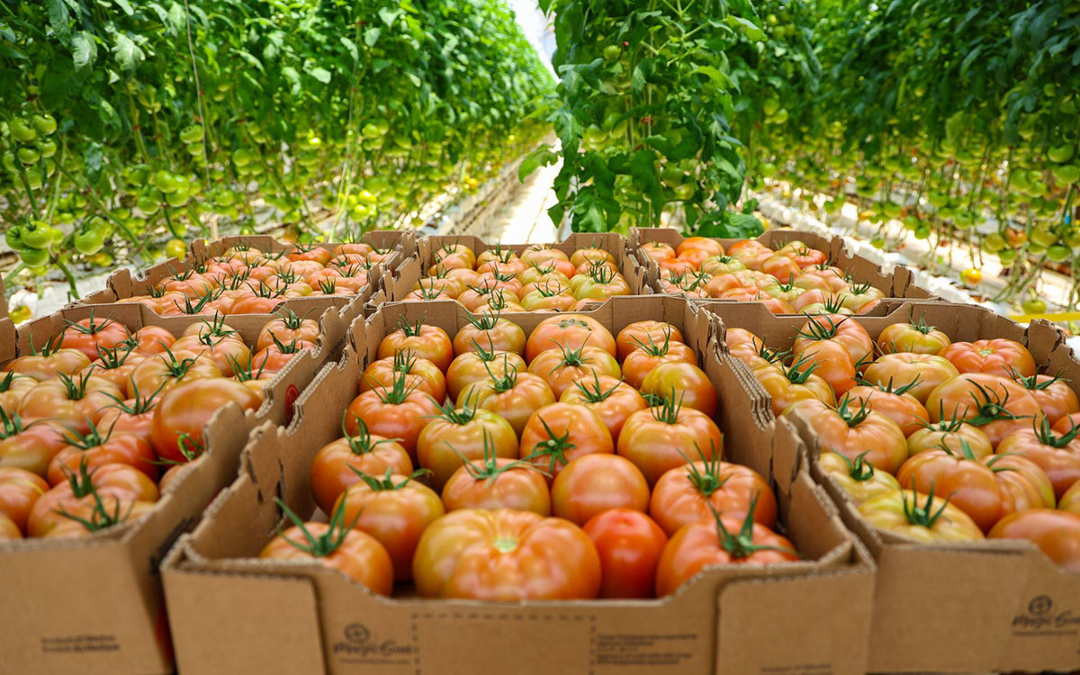 México actualiza precios mínimos de exportación del tomate fresco