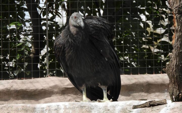 Cóndor de California llega al Centro de Conservación de la Vida Silvestre de San Juan de Aragón