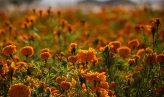 Día de Muertos | Cempasúchil: la flor guía de los difuntos