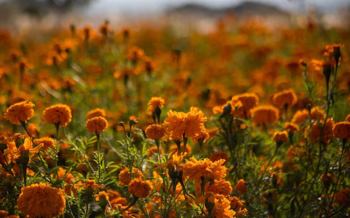 Día de Muertos | Cempasúchil: la flor guía de los difuntos Día de Muertos | Cempasúchil: la flor guía de los difuntos