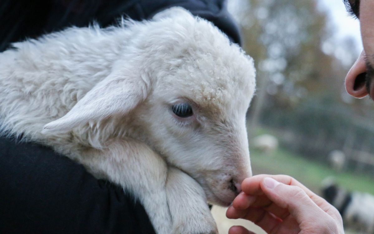Día Mundial de los Animales: México debe tener su primera Ley General de Protección