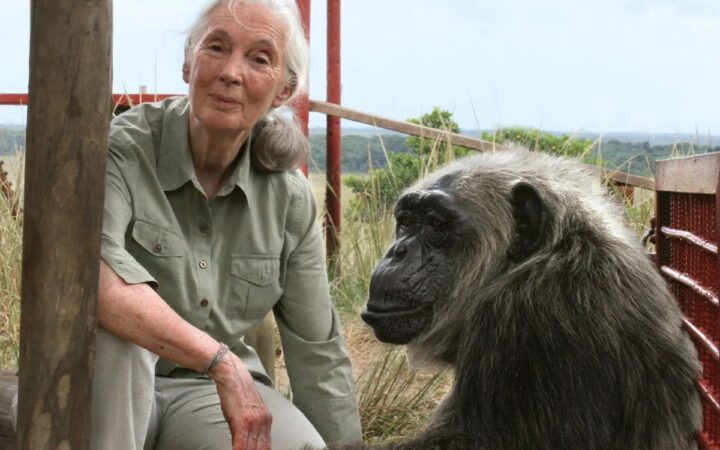 ¿Quién era Jane Goodall, la científica que dedicó su vida a los primates y defensora de la naturaleza?