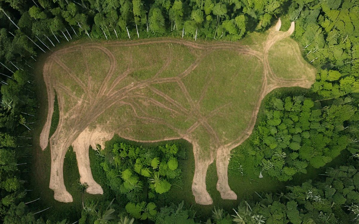 'Carne en Conflicto:' deforestación y riesgo sanitario para México 'Carne en Conflicto:' deforestación y riesgo sanitario para México