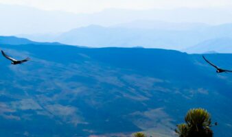 Ilika y Dasan: los cóndores andinos que ayudaron a descubrir las zonas clave para proteger a su especie | Mongabay