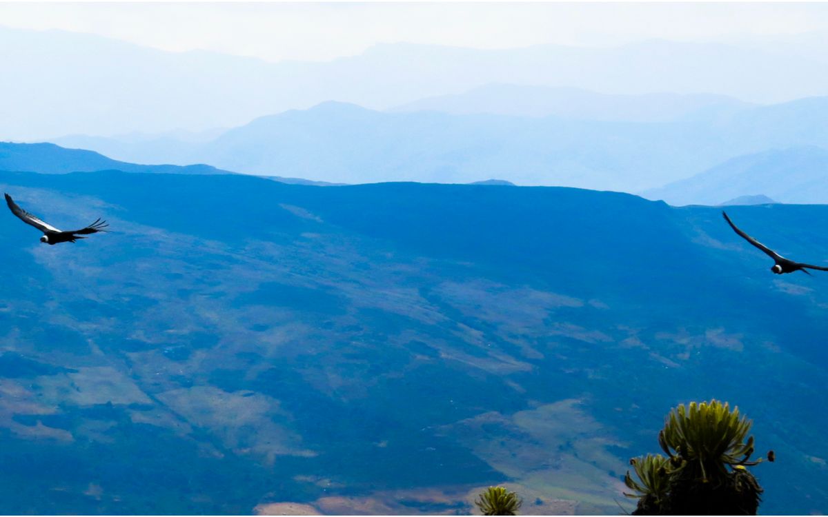 Ilika y Dasan: los cóndores andinos que ayudaron a descubrir las zonas clave para proteger a su especie | Mongabay Ilika y Dasan: los cóndores andinos que ayudaron a descubrir las zonas clave para proteger a su especie | Mongabay