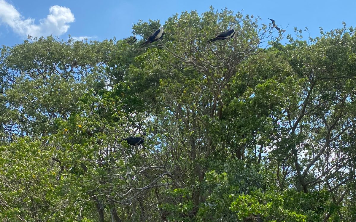 La desinformación, un peligro para el periodismo ambiental en México | Causa Natura Media La desinformación, un peligro para el periodismo ambiental en México | Causa Natura Media